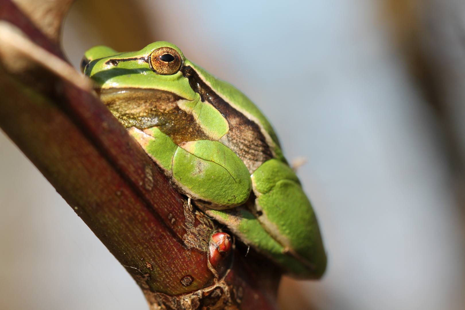 Laubfrosch