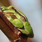 Laubfrosch