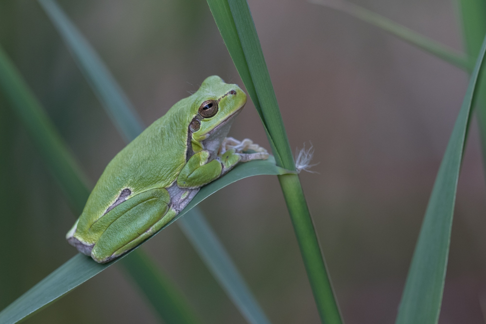 Laubfrosch