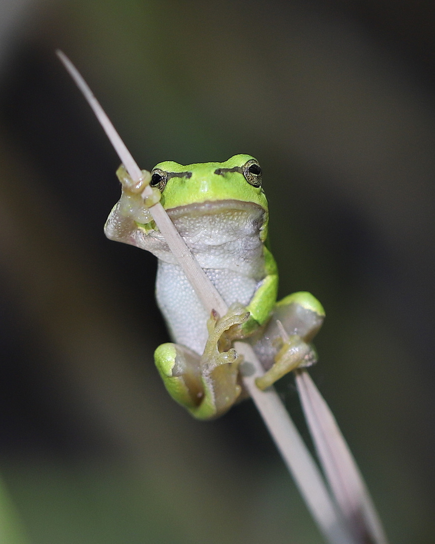 Laubfrosch