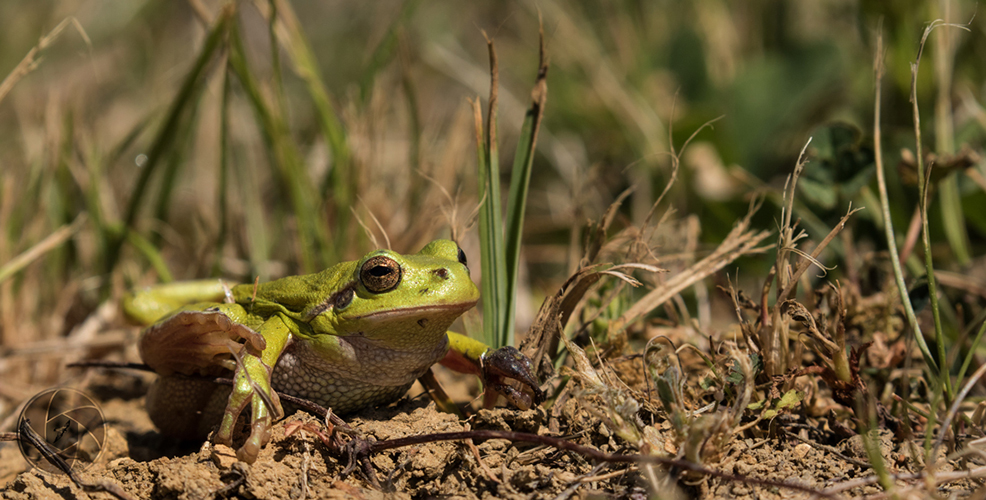 Laubfrosch