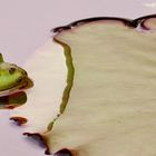 Laubfrosch