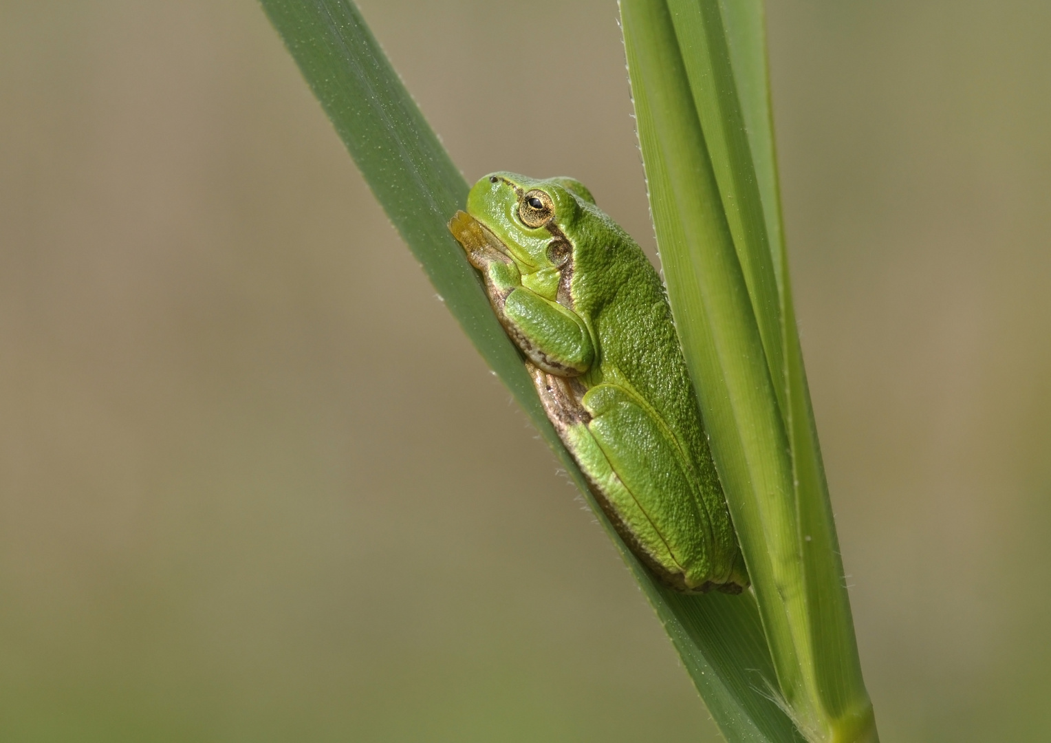 Laubfrosch