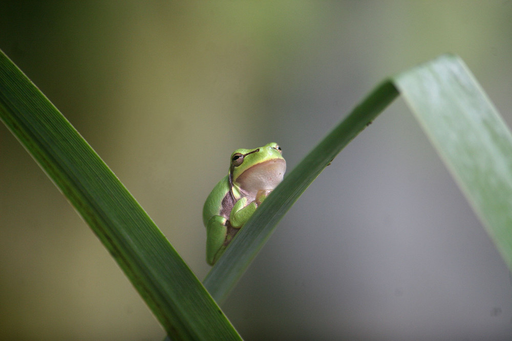 Laubfrosch