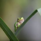 Laubfrosch