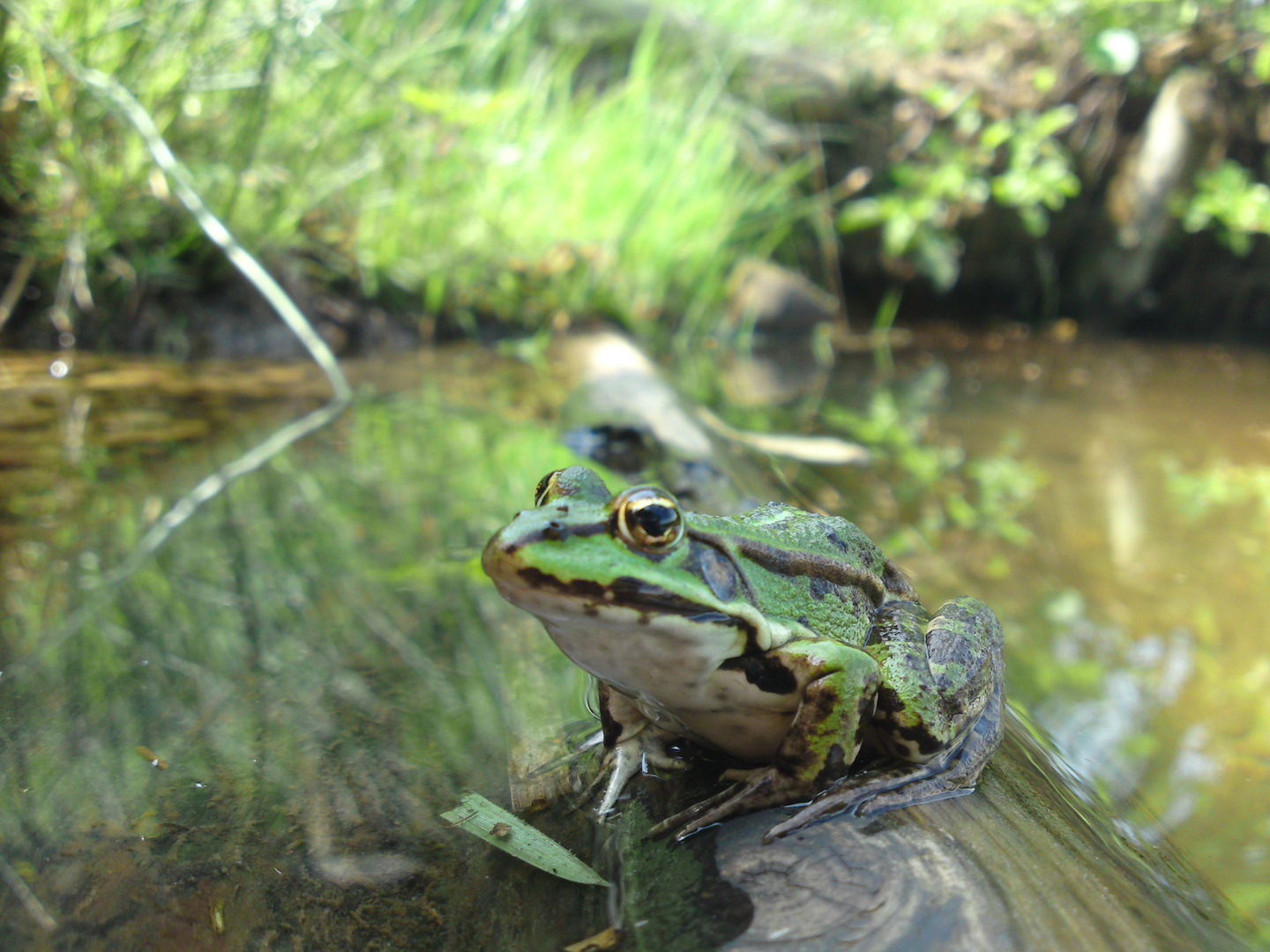 Laubfrosch??