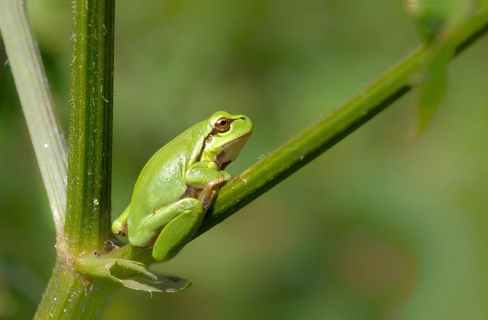 Laubfrosch