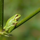 Laubfrosch