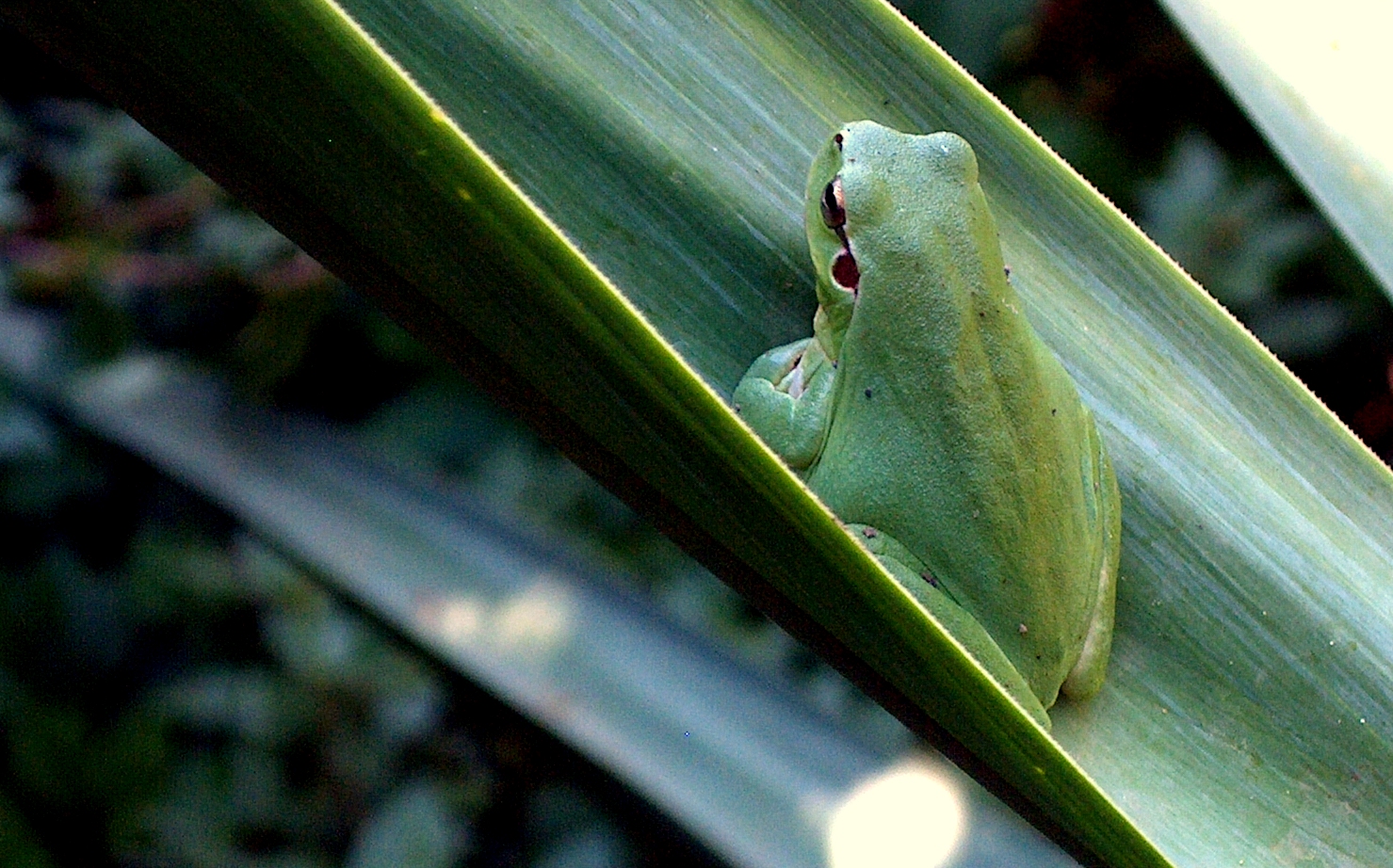 Laubfrosch