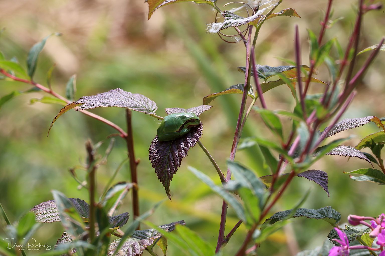 Laubfrosch