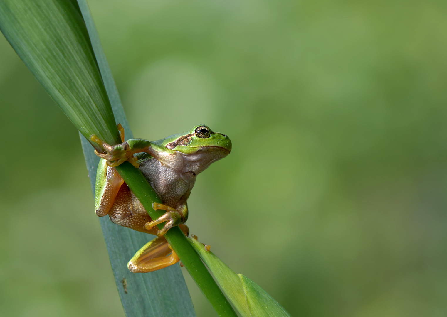 Laubfrosch