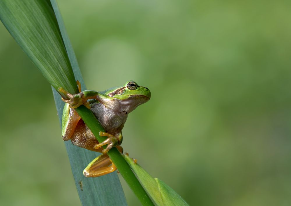 Laubfrosch Foto &amp; Bild | grün, natur, tiere Bilder auf fotocommunity