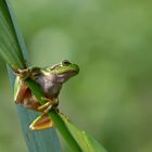 Laubfrosch