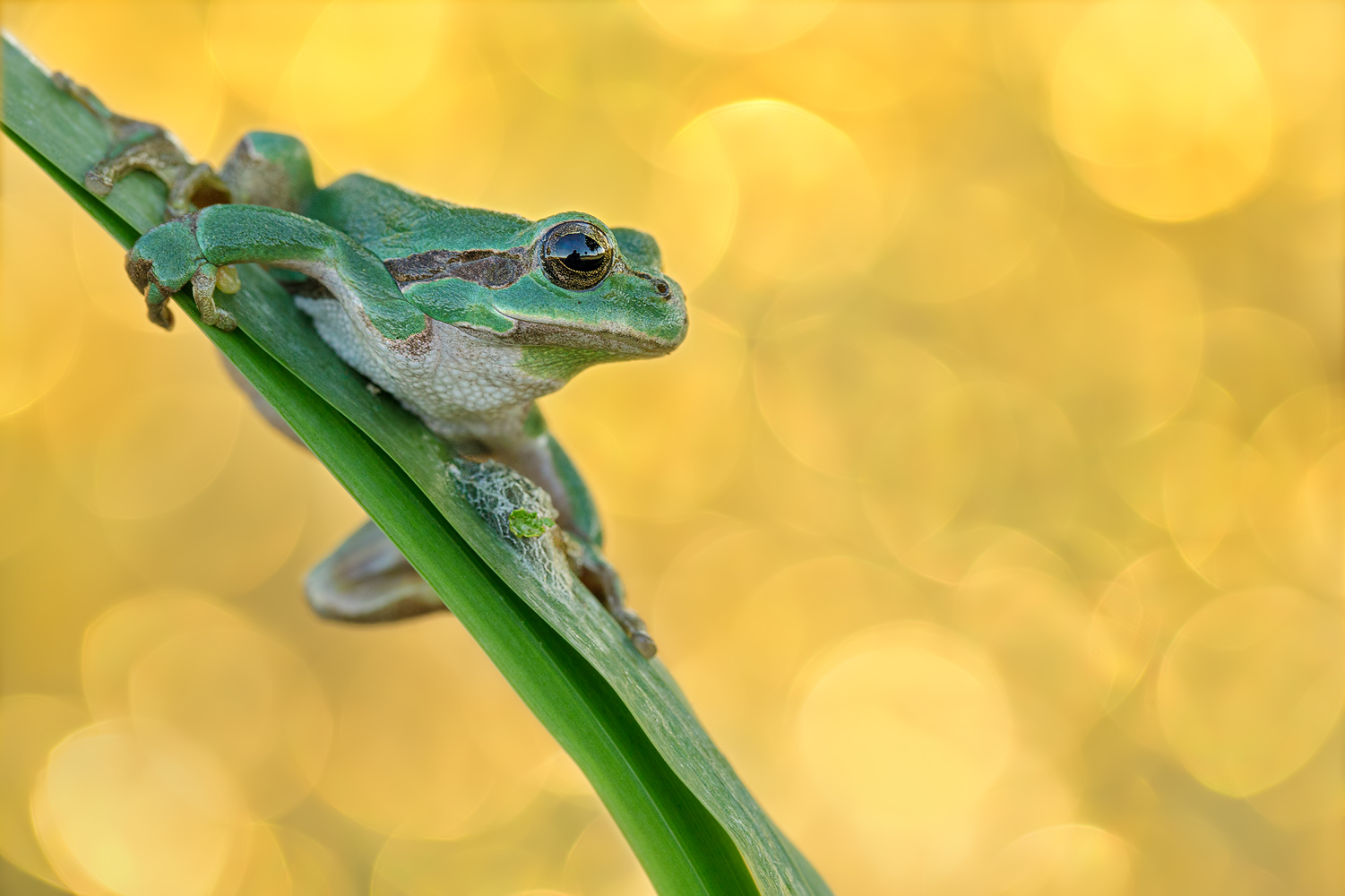 Laubfrosch 