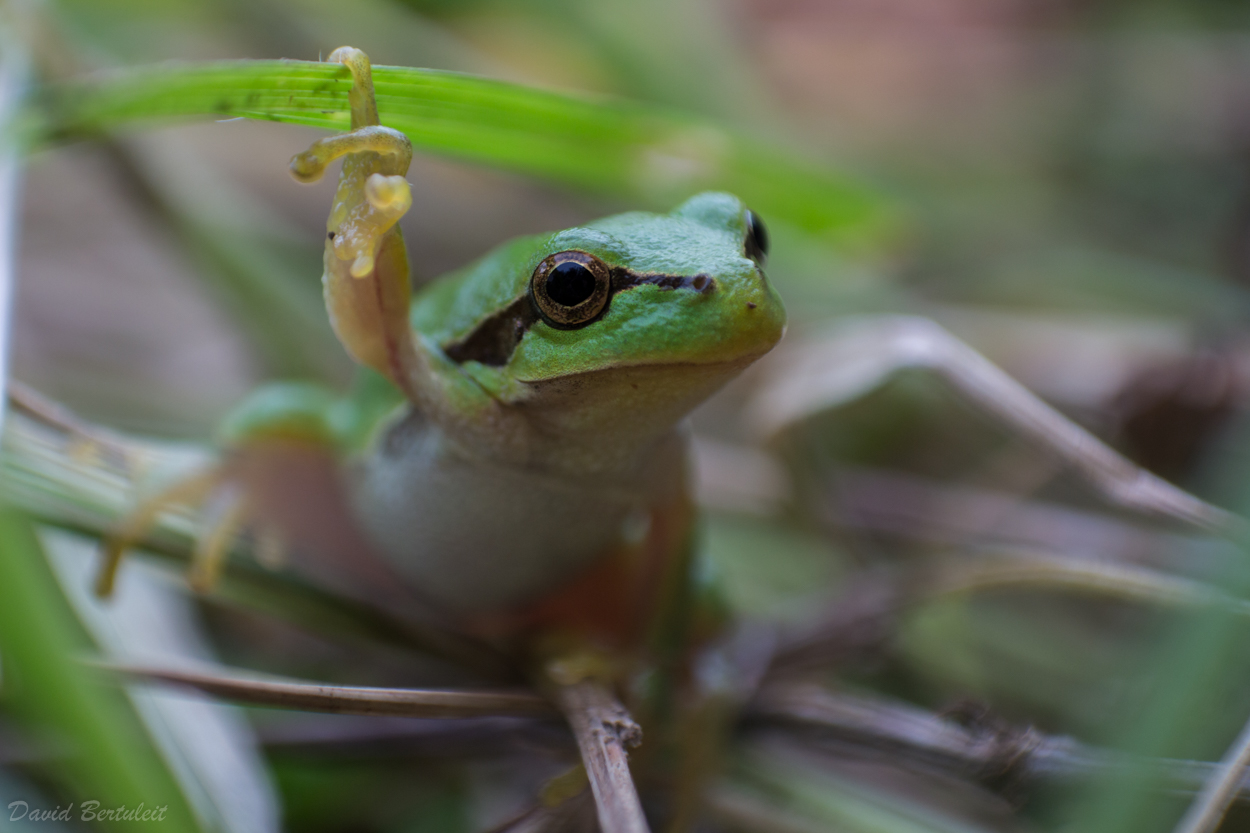 Laubfrosch