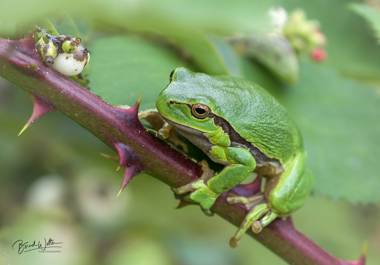 Laubfrosch