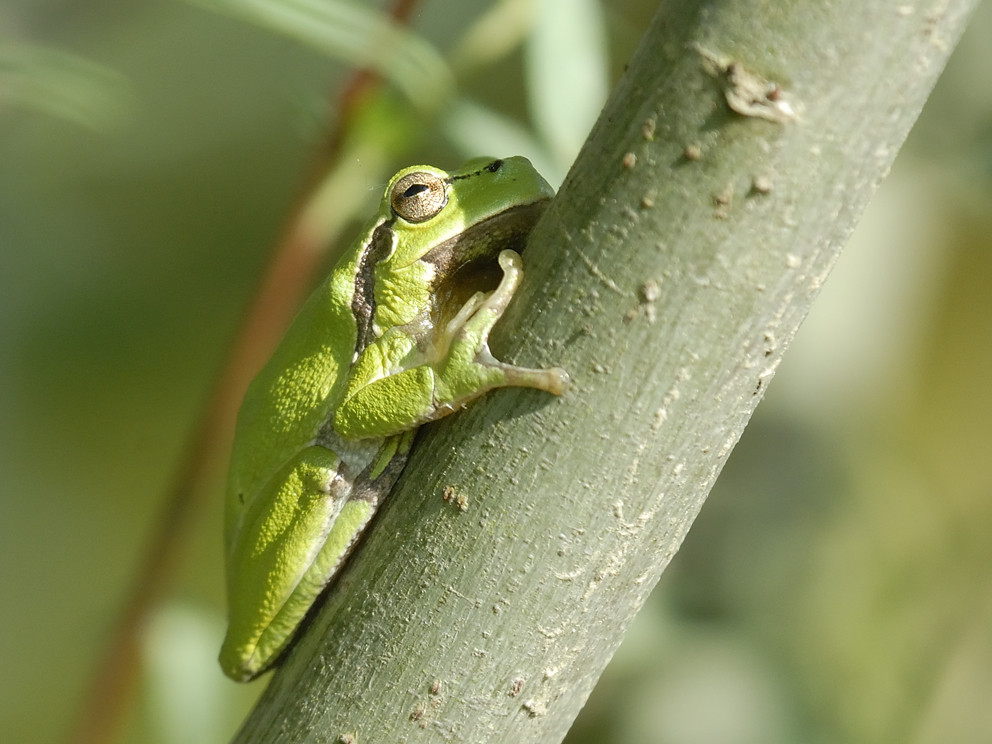 Laubfrosch