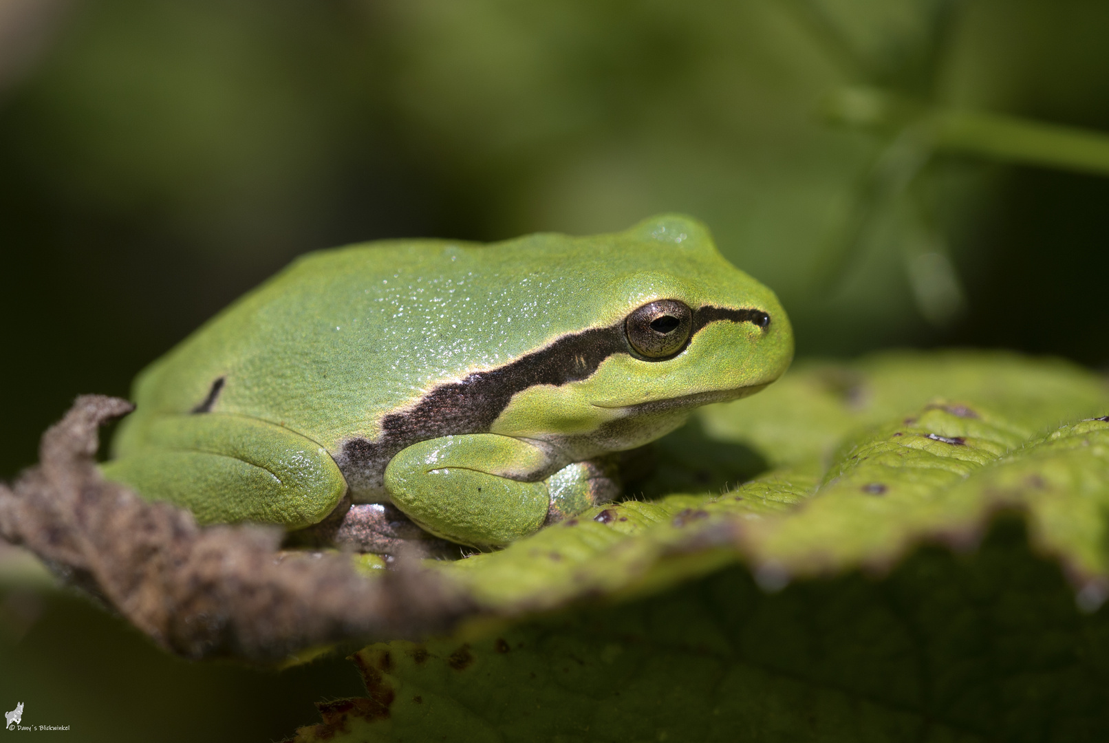 Laubfrosch