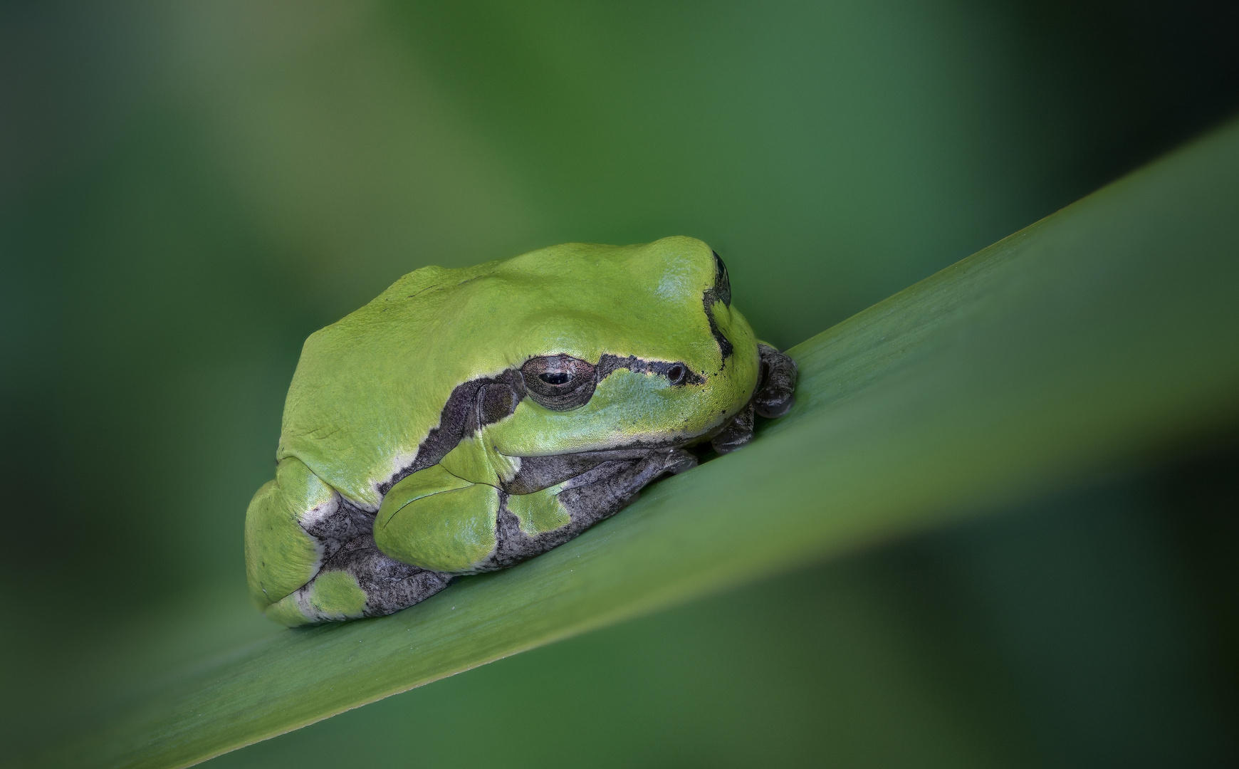 Laubfrosch