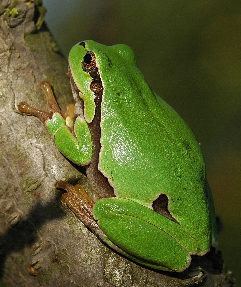Laubfrosch Foto & Bild | tiere, zoo, wildpark & falknerei, amphibien & reptilien Bilder auf ...