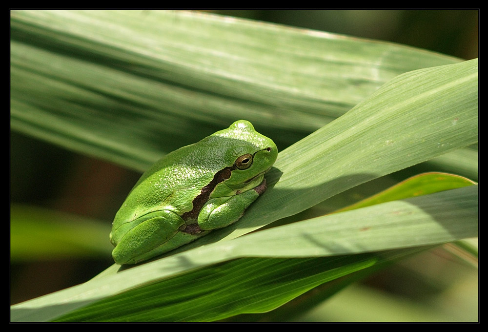 Laubfrosch