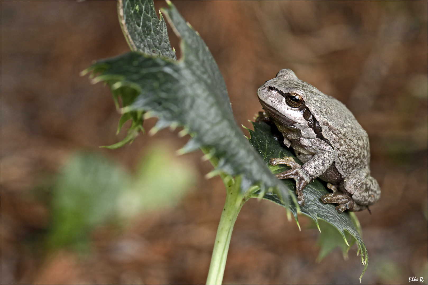 Laubfrosch...