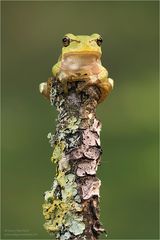 Laubfrosch