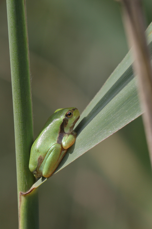 Laubfrosch