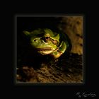 laubfrosch