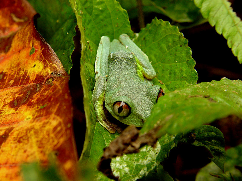 Laubfrosch