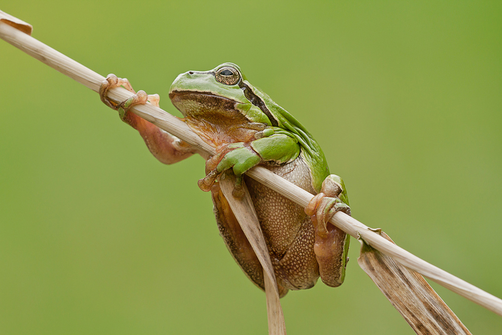 Laubfrosch