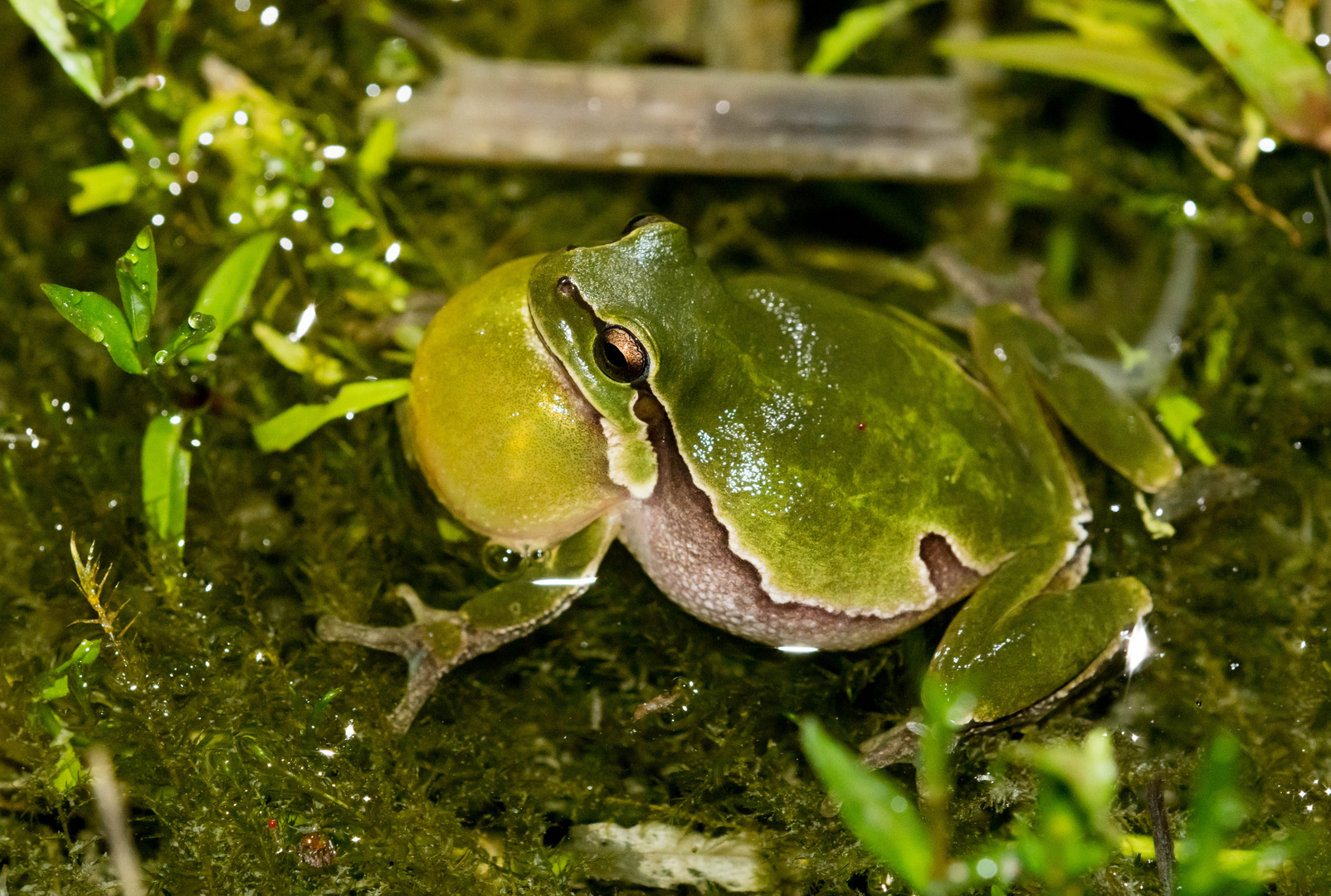 Laubfrosch