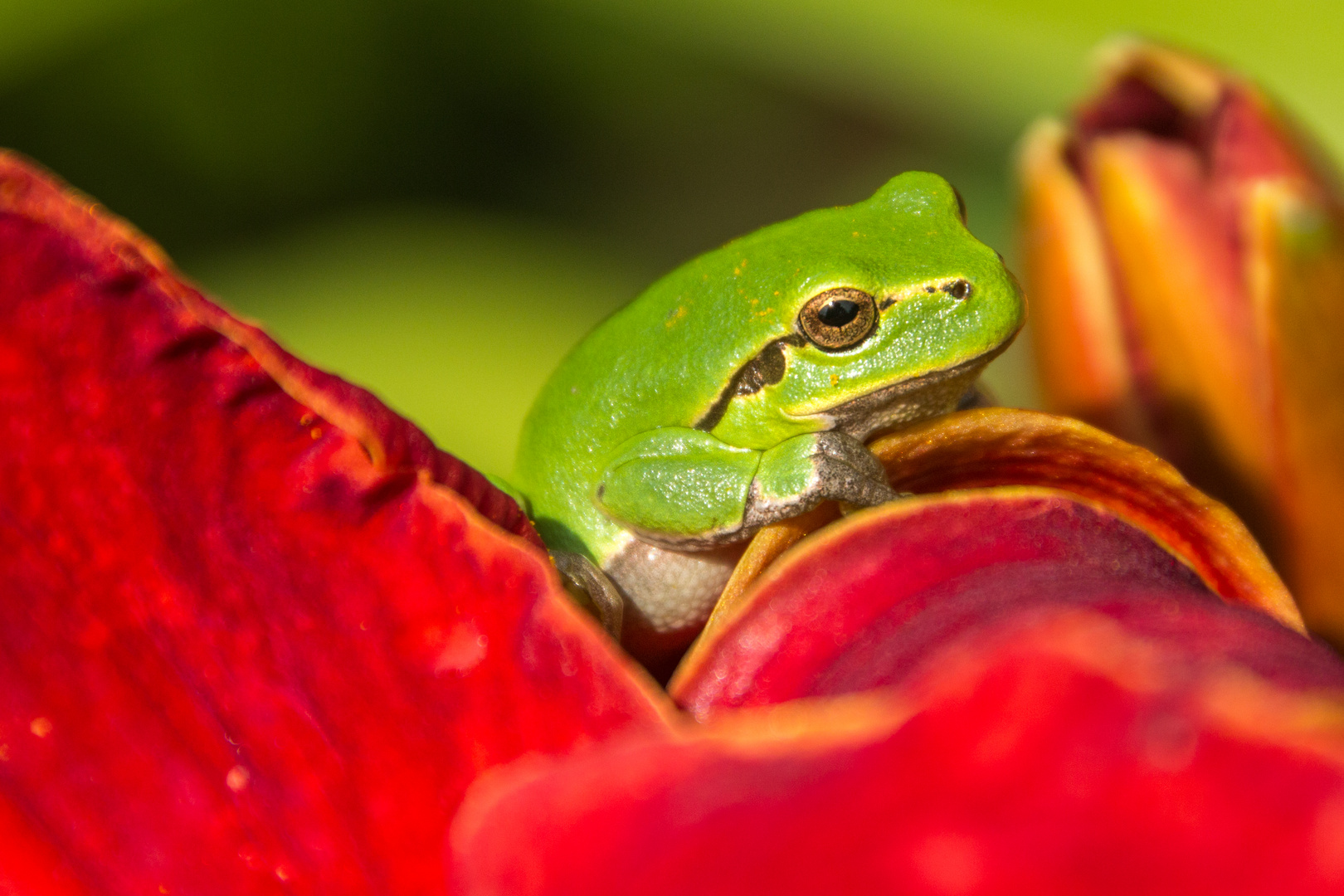 Laubfrosch