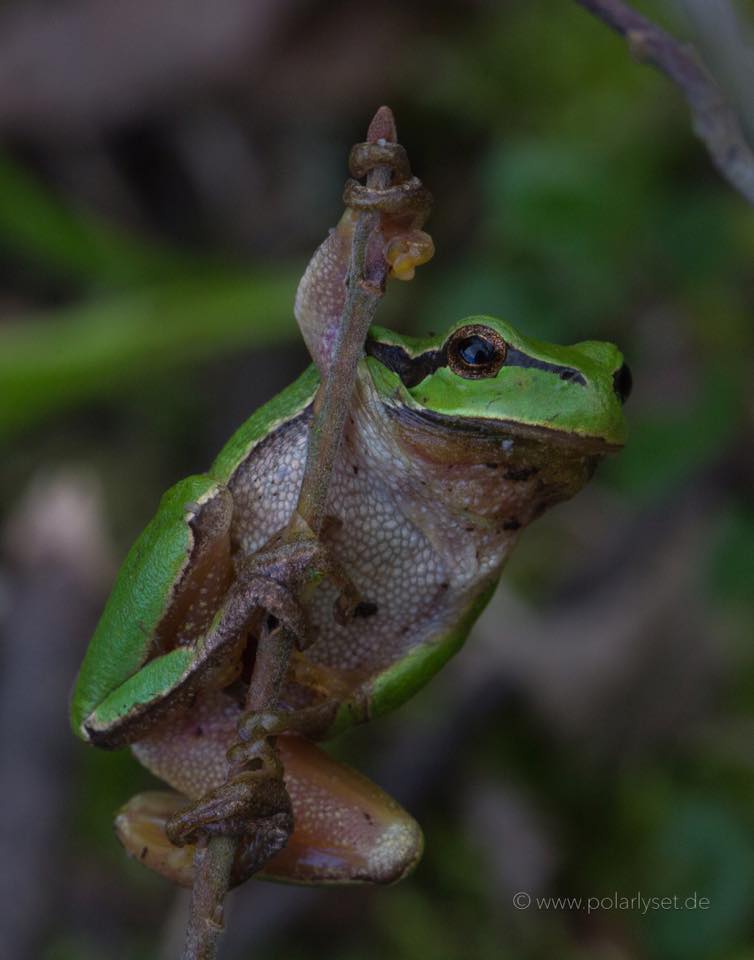 Laubfrosch 