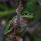 Laubfrosch 