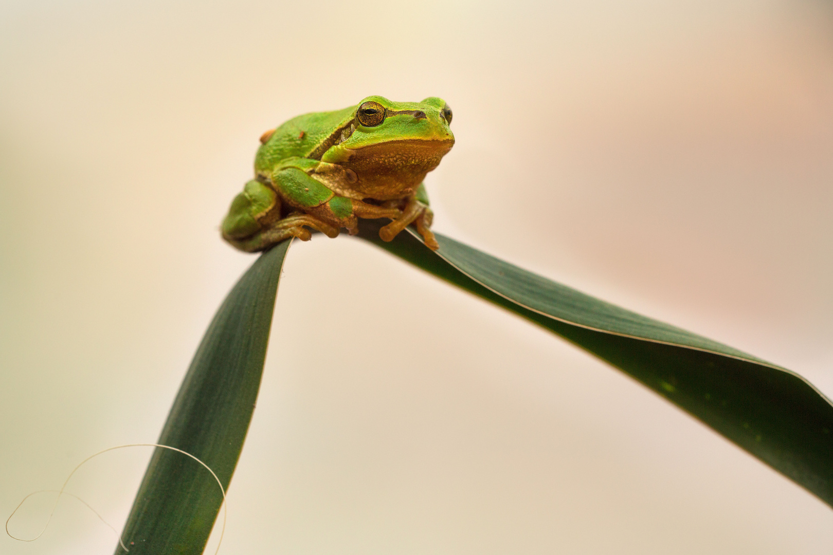 Laubfrosch