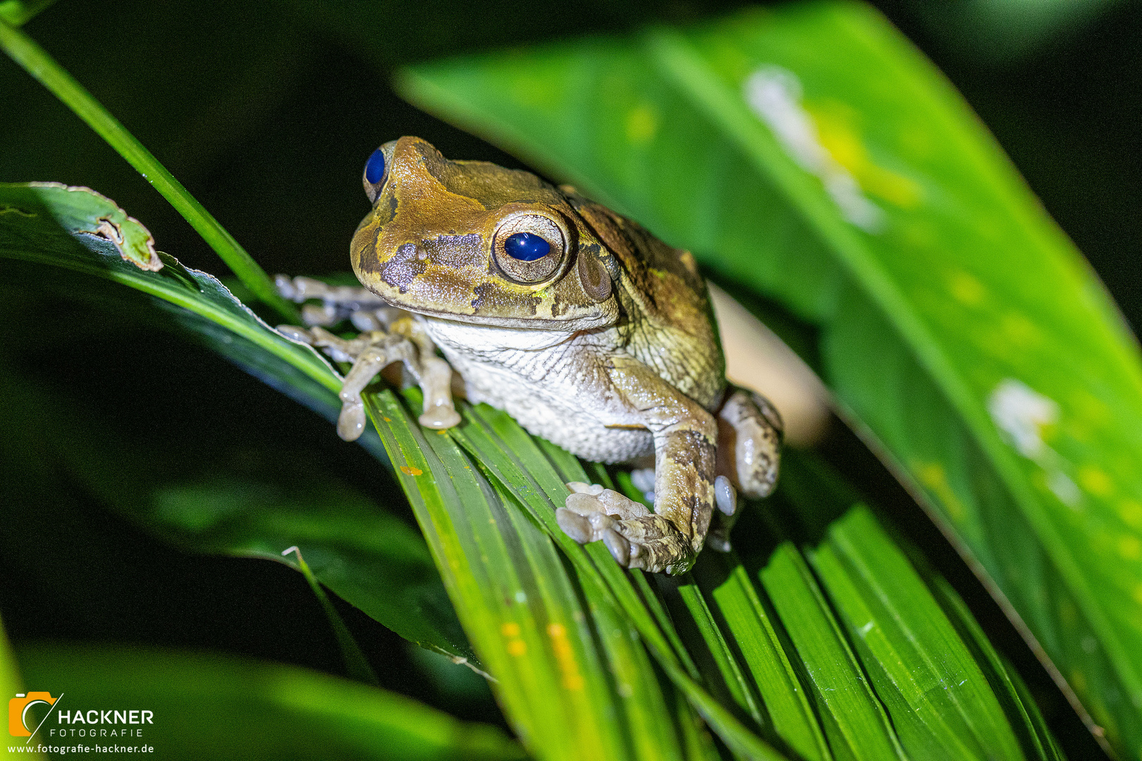 Laubfrosch