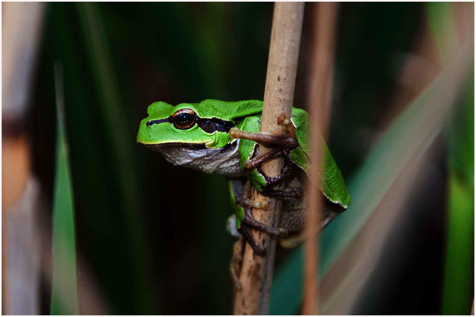 Laubfrosch