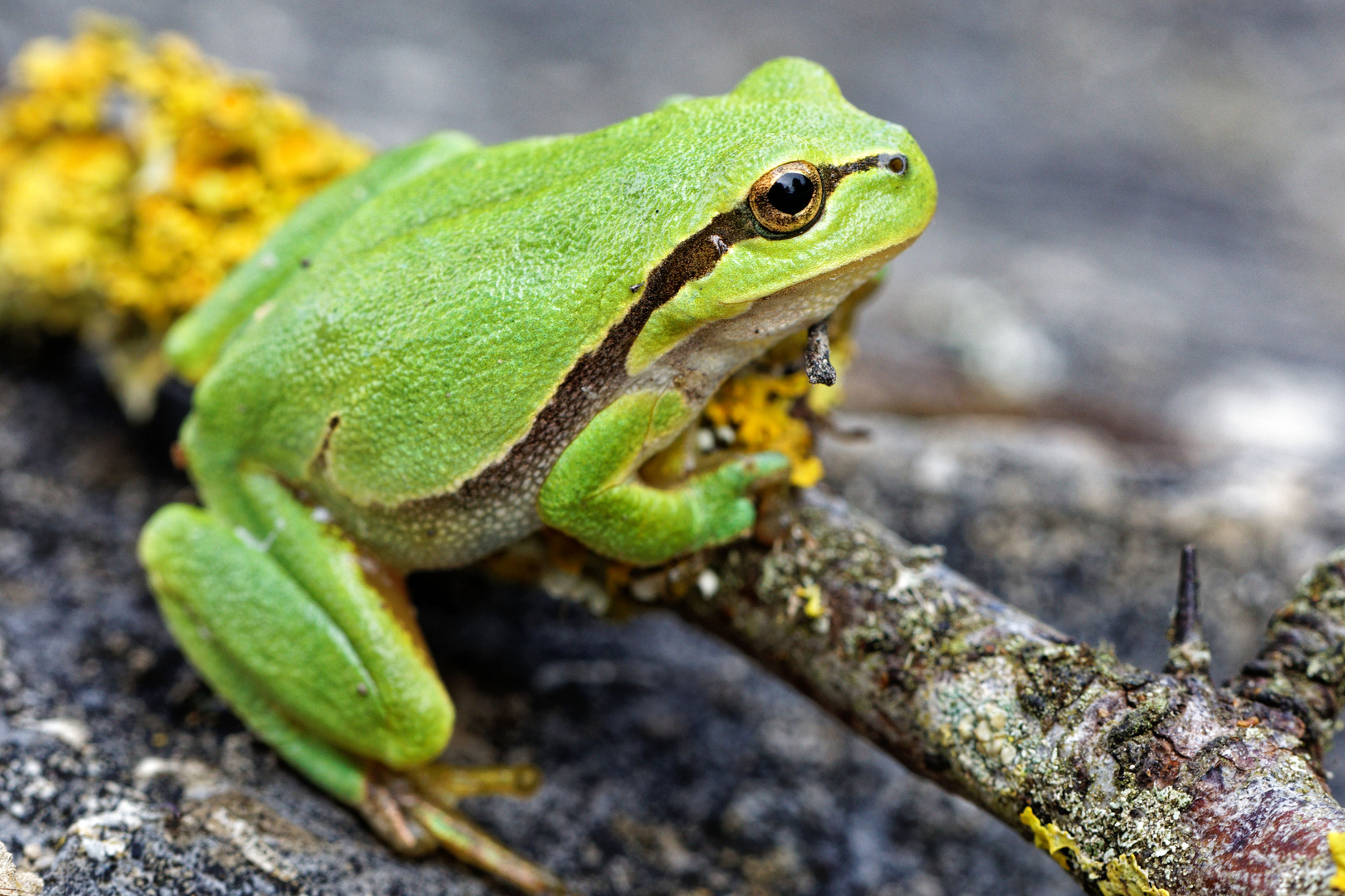 Laubfrosch