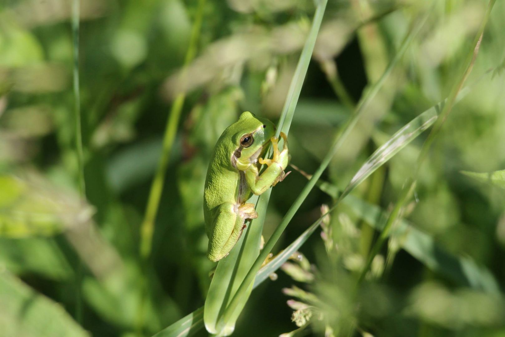 Laubfrosch