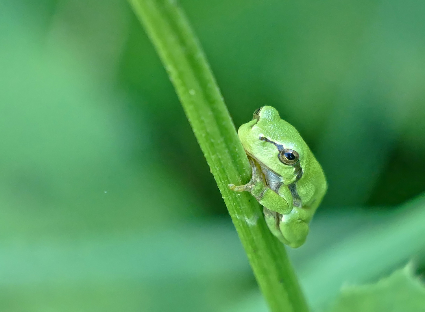 Laubfrosch