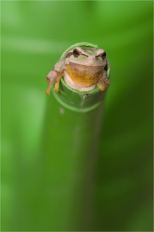 Laubfrosch