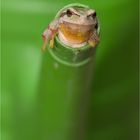 Laubfrosch