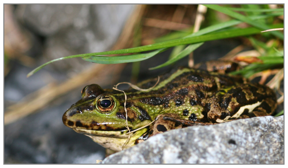 Laubfrosch