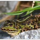 Laubfrosch