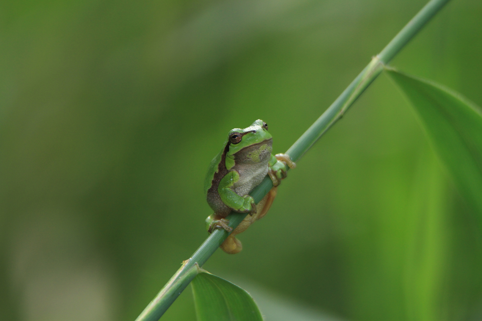 Laubfrosch