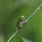 Laubfrosch