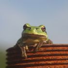 Laubfrosch