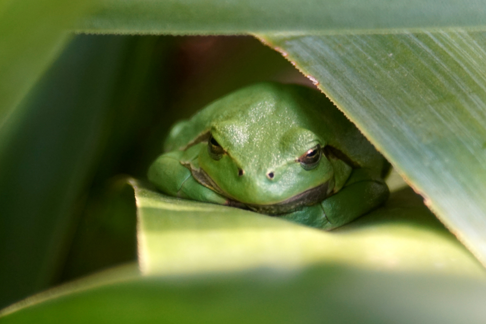 Laubfrosch