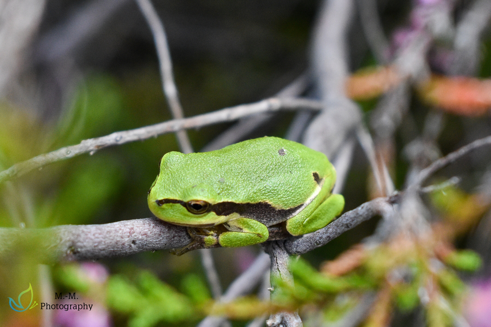 Laubfrosch 